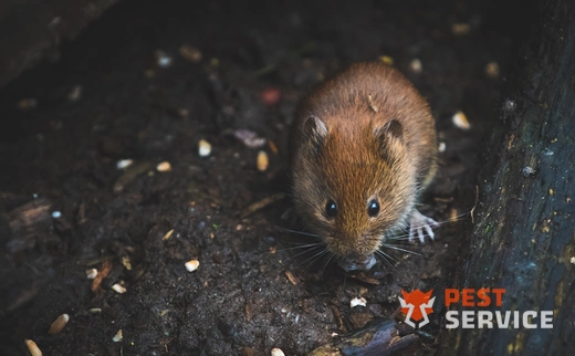 Дератизация в Первоуральске