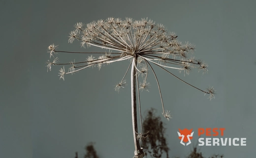 Гербицидная обработка